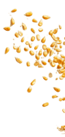shape